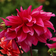 Babylon Paars (Purple) Dahlia Tuber