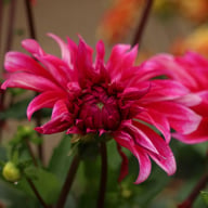 Babylon Paars (Purple) Dahlia Tuber