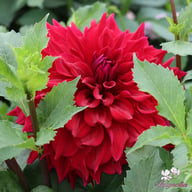 Babylon Purple Dahlia Tuber