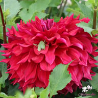 Babylon Purple Dahlia Tuber