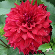 Babylon Purple Dahlia Tuber