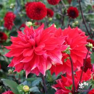 Babylon Red Dahlia Knöl