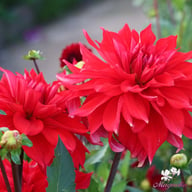 Babylon Red Dahlia Knöl