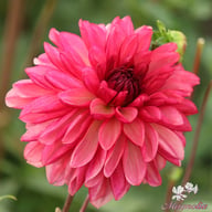 Bacardi Dahlia Knöl