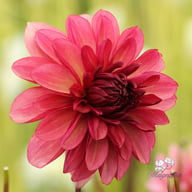 Bacardi Dahlia Knöl