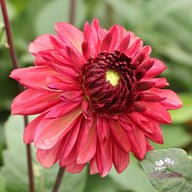Bacardi Dahlia Knöl