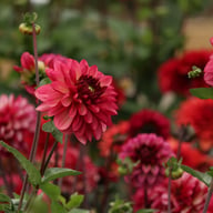 Bacardi Dahlia Tuber