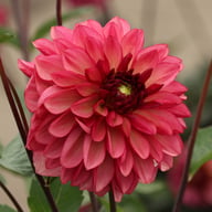 Bacardi Dahlia Tuber