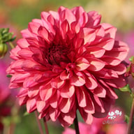 Bacardi Dahlia Knöl