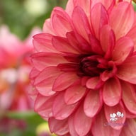 Bacardi Dahlia Knöl