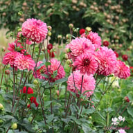 Bacardi Dahlia Knöl