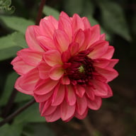 Bacardi Dahlia Tuber