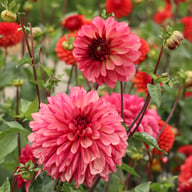 Bacardi Dahlia Tuber