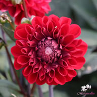 Baccara Dahlia Tuber