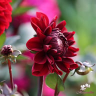 Baccara Dahlia Tuber