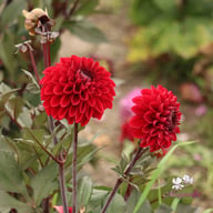 Baccara Dahlia Tuber