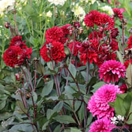Baccara Dahlia Tuber