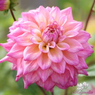 Bahama Mama Dahlia Tuber
