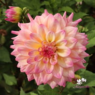 Bahama Mama Dahlia Tuber