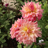 Bahama Mama Dahlia Tuber