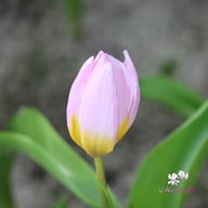 Bakeri 'Lilac Wonder' Tulpan Lökar