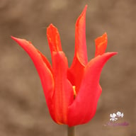Ballerina Tulip Bulbs