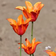Ballerina Tulip Bulbs