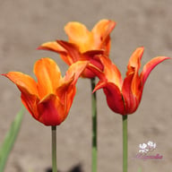 Ballerina Tulip Bulbs