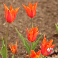 Ballerina Tulip Bulbs