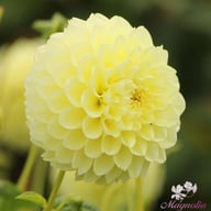 Banana Baby Dahlia Tuber