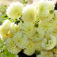 Banana Baby Dahlia Tuber