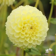 Banana Baby Dahlia Tuber