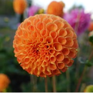Bantling Dahlia Knöl