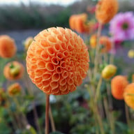 Bantling Dahlia Knöl