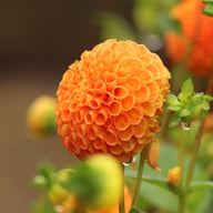 Bantling Dahlia Tuber