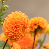 Bantling Dahlia Tuber