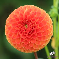 Bantling Dahlia Knöl