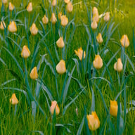 Batalinii 'Bright Gem' Tulip Bulbs