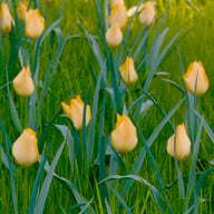 Batalinii 'Bright Gem' Tulip Bulbs