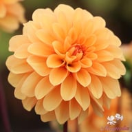 Bazuin Bright Orange Dahlia Tuber
