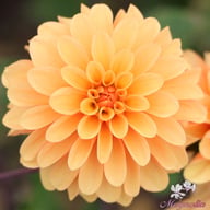 Bazuin Bright Orange Dahlia Tuber