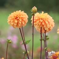 Bazuin Bright Orange Dahlia Tuber
