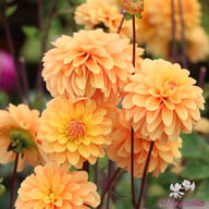 Bazuin Bright Orange Dahlia Tuber