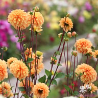 Bazuin Bright Orange Dahlia Tuber