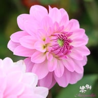 Bazuin Lavender Dahlia Knöl