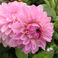 Bazuin Lavender Dahlia Knöl