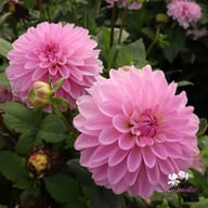 Bazuin Lavender Dahlia Knöl