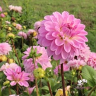 Bazuin Lavender Dahlia Knöl