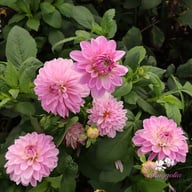 Bazuin Lavender Dahlia Knöl