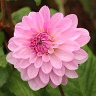 Bazuin Lavender Dahlia Tuber